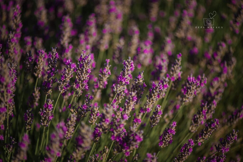 Preboda campo de lavanda © Pepa Malaga Fotografia_